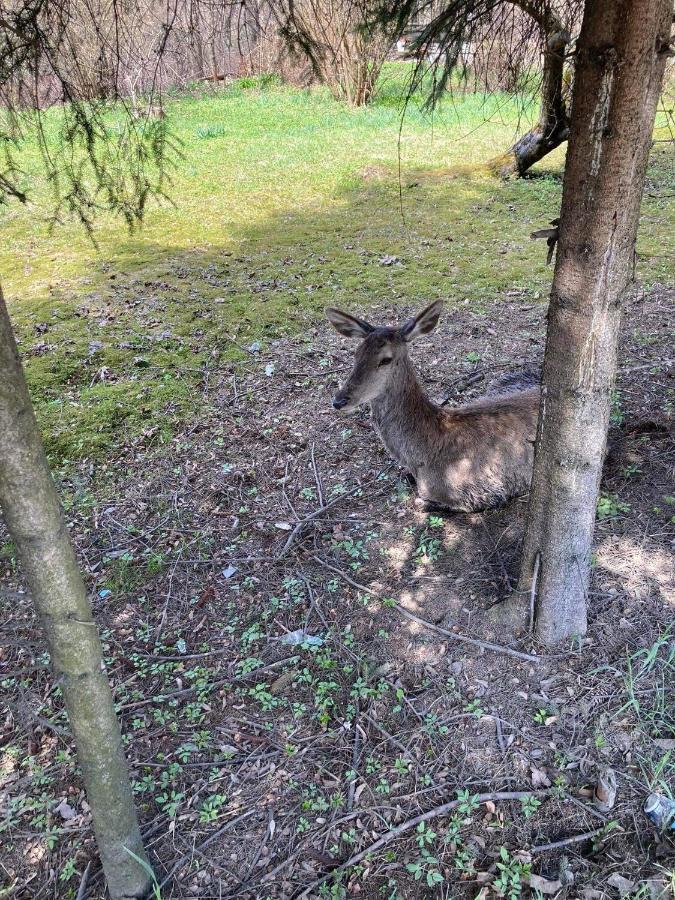 Nauczycielskie Centrum Zakopane Luaran gambar